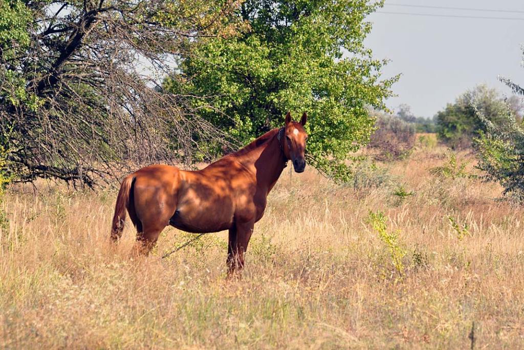 Wschodnia Ukraina. Koń pasący się na lasostepie w Haluszkiwce