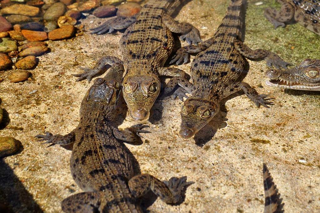 Rezerwat na wyspie Calauit. W centrum hodowli zwierząt zagrożonych rozmnażane są krokodyle filipińskie