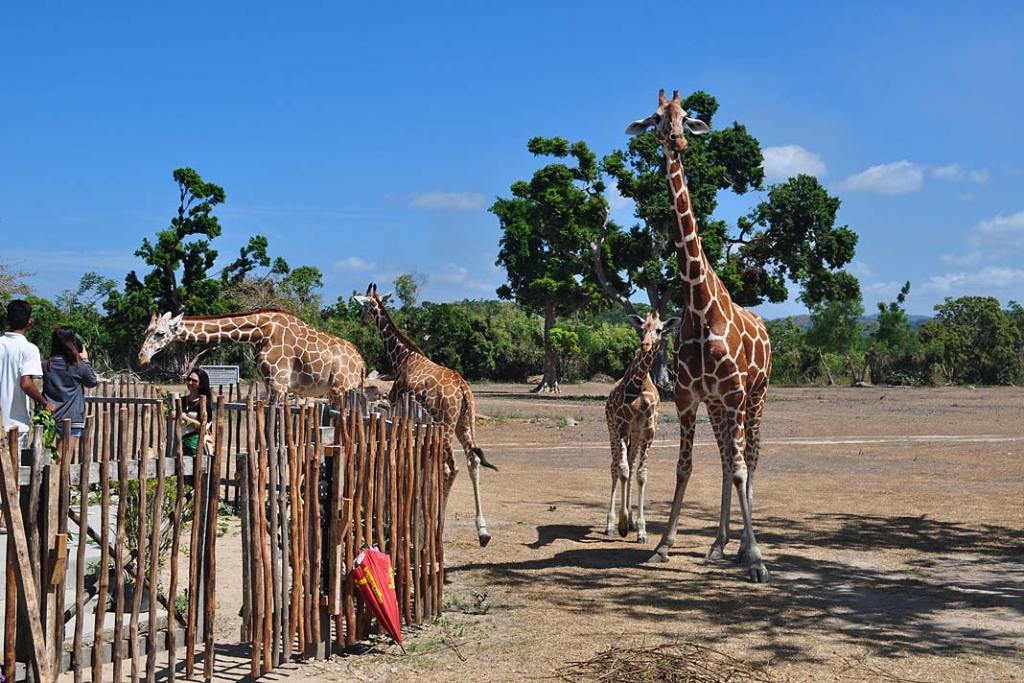 Na Calauit dobrze zaaklimatyzowały się żyrafy i zebry