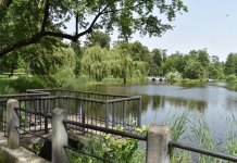 Parki w Łodzi_W Parku Julianowskim znajdują się spięte mostkami zbiorniki wodne. W stawach rosną różnokolorowe lilie wodne