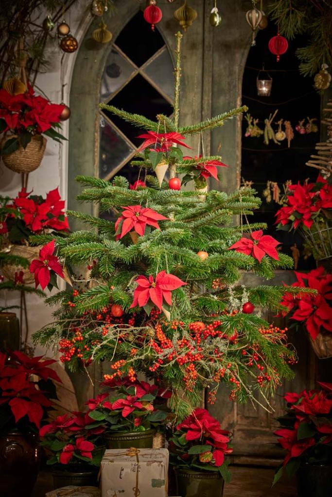Cottagecore_Charm_poinsecja na choince_gwiazda betlejemska jako ozdoba choinki