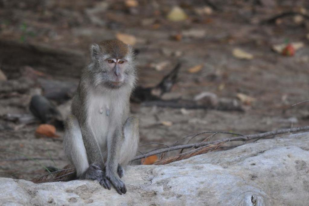 Makaki jawajskie żyjące na Borneo penetrują brzegi morza w poszukiwaniu krabów.