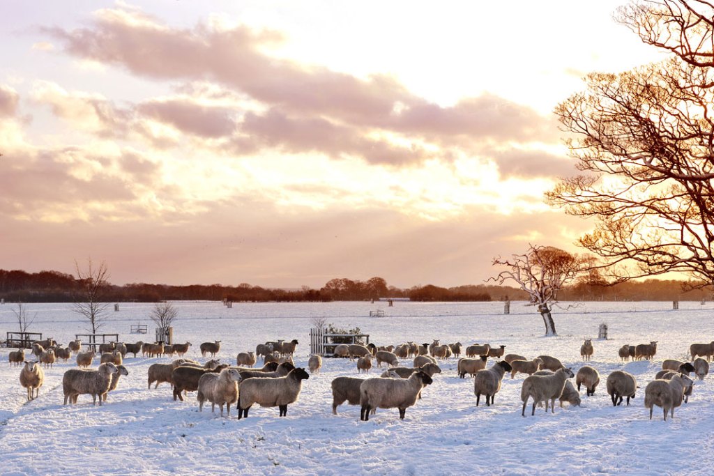 Felbrigg Hall - owce