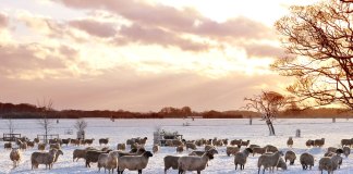 owce w Felbrigg Hall